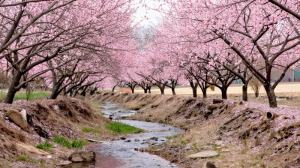 桃花星盤點：紫微斗數預測感情波折與桃花運