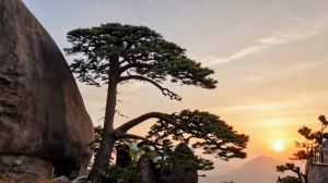 紫微斗數論壽元長短：壽元宮與疾厄宮的交互解析