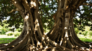 兄弟姊妹情誼探秘：紫微斗數兄弟宮對人際關係的影響