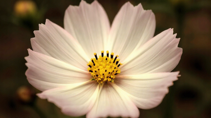 貪狼星深度解析：紫微斗數第一桃花星的性格、事業、感情與命運全攻略