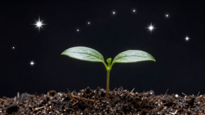 子女宮星曜全解析：從紫微到煞星的影響力